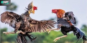 Hướng dẫn cách tham gia đá gà trực tiếp đơn giản, nhanh chóng